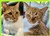 20250616 Kitty C.jpg